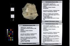 Foto (Objekt + Etikett) von Cracensigillatus acutirostrus (Moericke, 1889)  (NHMW-GEO-1990-0041-3974)